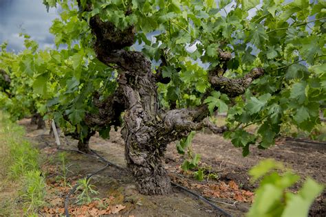 rifete|Rufete, a Hidden Jewel in a Land of Century Vines